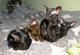 Ориентальные котята чёрного и коричневого окраса