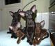 Ориентальные котята чёрного и шоколадного окраса