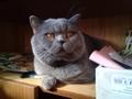 Вязка Красивый Шотландский Прямоухий Опытный  кот Кот для вязки/Вязка кошек
