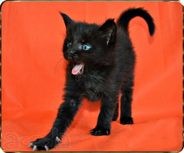 Чёрные мейн-кун котята