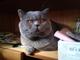 Вязка Красивый Шотландский Прямоухий Опытный  кот Кот для вязки/Вязка кошек