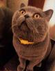 Вязка с котом: Шотландский Прямоухий кот