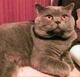 Вязка Шотландский кот-красавец ждет на вязку:)