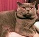 Вязка Шотландский кот-красавец с опытом