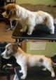 Профессиональная стрижка и тримминг собак