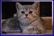 Шотландские котята мраморного окраса из питомника Daryacats