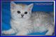 Шотландские котята мраморного окраса из питомника Daryacats