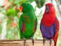 Благородный попугай ручные птенцы из питомников Европы