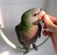 Китайский кольчатый попугай (Psittacula derbiana) - ручные 4- 5 мес. птенцы из питомников Европы