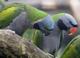 Китайский кольчатый попугай (Psittacula derbiana) - ручные 4- 5 мес. птенцы из питомников Европы