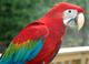 Рубиновый ара (гибрид попугаев ара) - птенцы из питомников Европы