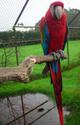 Рубиновый ара (гибрид попугаев ара) - птенцы из питомников Европы