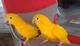 Золотая аратинга  (Aratinga guarouba)  - ручные птенцы из питомников Европы