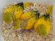 Золотая аратинга  (Aratinga guarouba)  - ручные птенцы из питомников Европы