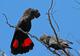 Краснохвостый или траурный какаду  (Calyptorhynchus magnificus) - птенцы из питомников Европы