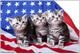 Америкаские короткошерстные котята в Москве.