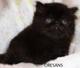 Экзотический чёрный  котик Антошка