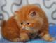 Персидский котик красный мрамор