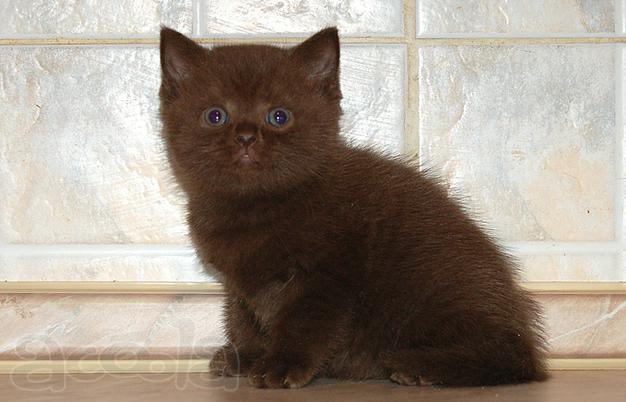 Британские плюшевые шоколадные котята