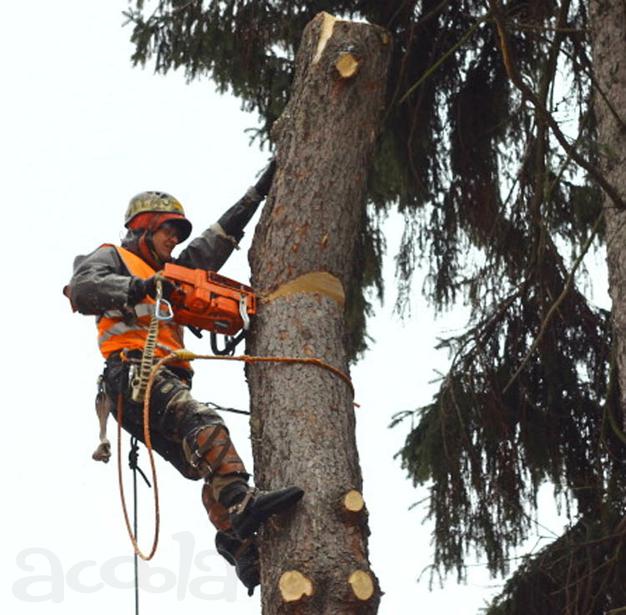 Удалить дерево в Балашихе