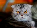 Шотландский вислоухий котик приглашает на вязку прямоушек кошек