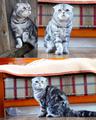 Вязка с идеалом породы шотландский вислоухий кот