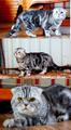 Вязка. Шотландский вислоухий мраморный красавец кот ждет кошечку