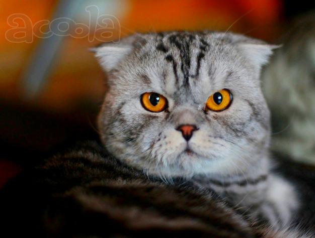 Шотландский вислоухий котик приглашает на вязку прямоушек кошек