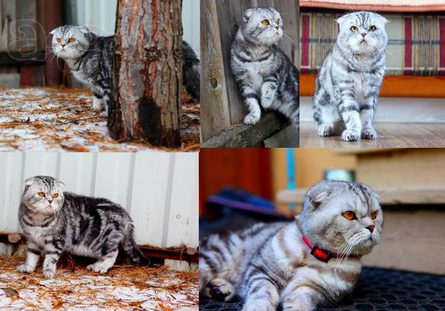 Вязкас шотландским вислоухим мраморным красавем котом