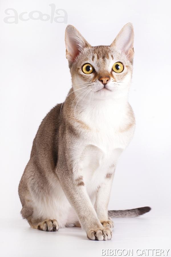 Котик породы Сингапура из питомника Бибигон