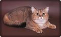 Вязка-Золотой тикированный британский кот