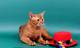 Вязка-Абиссинский породный кот