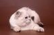 Вязка-Шотландский (страйт) голубоглазый шоколадный табби поинт кот