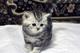 Британские и шотландские котята из элитного питомника "Silver Sharm" с опытом разведения кошек около 20 лет!