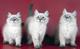 Невские маскарадные котята разного возраста, актуально
