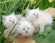 Невские маскарадные котята разного возраста, актуально