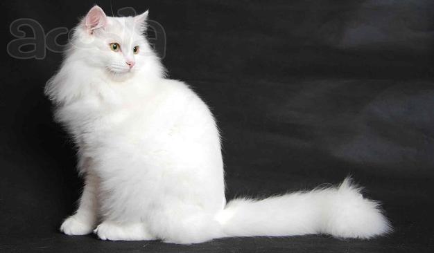 Красивая белая кошка Беллочка в дар