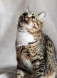 Волшебная котенка Тигруша в поисках дома