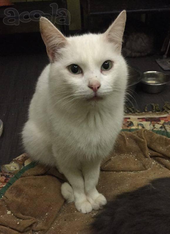 Даймонд в дар беленький котик