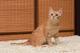 Котик Филин-эксклюзивное рыжее солнышко (5 мес.) в дар