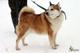 Великолепный пёс Квасаки (лайка) в дар