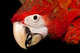 Птенцы ара рубиновый