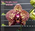 Орхидея Phalaenopsis I-Hsin Yellow Leopard
