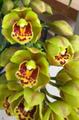 Орхидея Cymbidium Eastern Wind (variegata)
