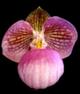 Орхидея Paphiopedium Micranthum mature красивые листья и отличные корни