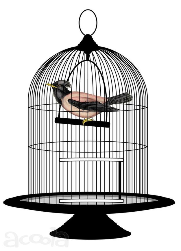 Клетку с птицей недорого