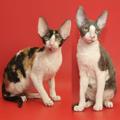 Корниш-рекс котята - кудрявые ушастики