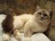 Бирманский кот-гранд-чемпион очень ждёт кошечку на вязку