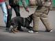 Дрессировка собак в группе на площадке в Москве