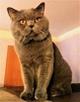 Вязка    Шотландский   красавец  -  кот